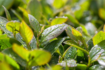 Leaves of young tea. A young green shoot with dew drops, in sunny weather. Aromatic freshness