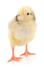 Small yellow chicken.