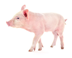 Pig on white.