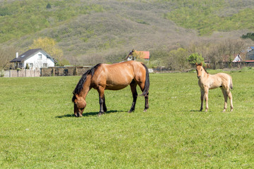 Beautiful horse and a small foal grazing in a field