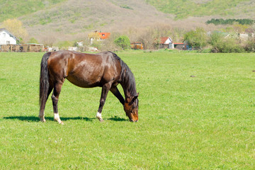 Naklejka na ściany i meble Brown horse grazing on green meadow