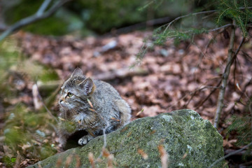 Image of a Wildcat (Felis silvestris) in Germany