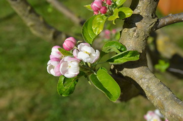 Fiore primaverile