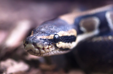 Python's head macro