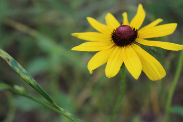 Wild Black-Eyed Susan in the Woods