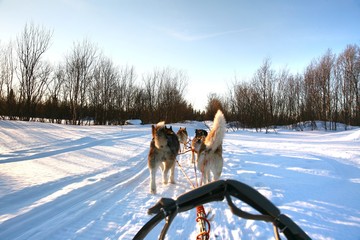  Ride a Siberian husky in Husky park , Murmansk Russia © jaturunp