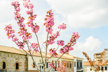 Blooming sakura trees in Korca, small historical town in South-East of Albania. Ottoman architecture. 