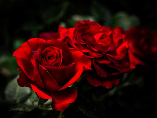 薔薇