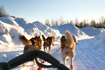  Ride a Siberian husky in Husky park , Murmansk Russia