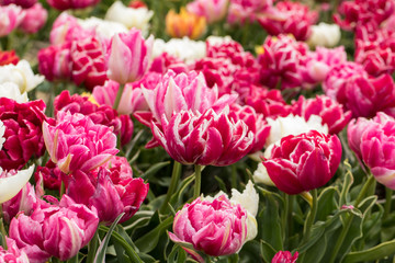 Tulip fields of the Bollenstreek, South Holland, Netherlands