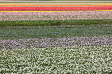 Tulip and hyacinth  fields of the Bollenstreek, South Holland, Netherlands