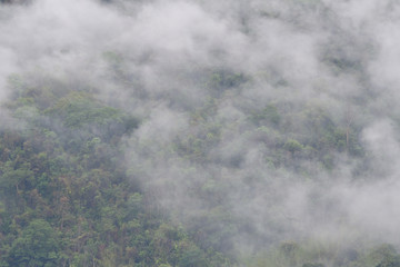 Fog covering forest.