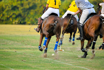 Polo player and Horses in a polo match.