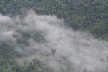 Fog covering forest.