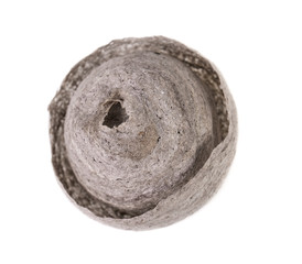 Wasp nest on white. Grey round nest of tree wasp (Dolichovespula sylvestris) isolated on white background