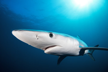 Blue shark, prionace glauca, Atlantic ocean, Simon's Town, South Africa
