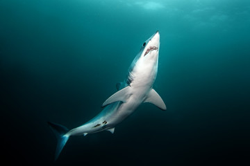 Obraz premium Mako shark, Isurus oxyrinchus, Atlantic ocean, Simon's Town, South Africa