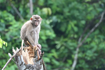 The pig-tailed macaques,wild monkey On broken tree in Khao Yai nation park Thailand.