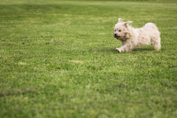 Naklejka na ściany i meble White little dog running in grass