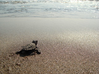 small baby SeaTurtle (Caretta carretta) on the Beach backing to the Ocean by instinct