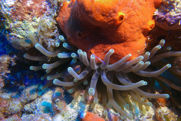 Crevette et anémone de mer