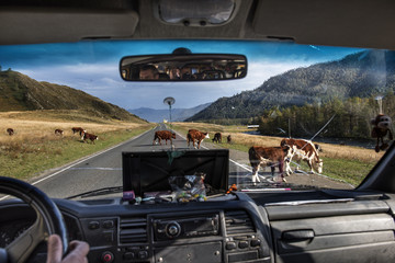View from the car on an obstacle on the way. Cows graze on the highway.