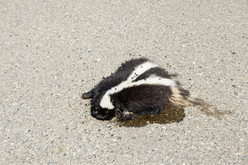 Dead Roadkill Skunk