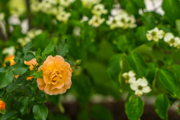 Roses Blooming in the Spring Time