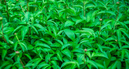 green leaves of shrub with water drops after rain in summer day.