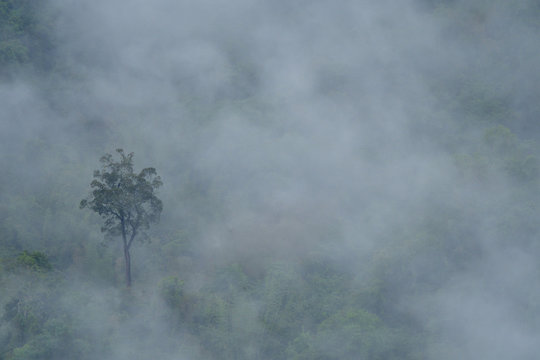 There is one tall tree in the mountain forest covered with fog at UNESCO World Heritage Site (Dong Phaya Yen&ndash;Khao Yai Forest Complex)