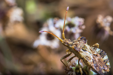 Abstract nature background of plant and insect