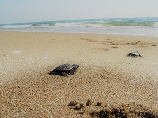 small baby SeaTurtles (Caretta carretta) on the Beach backing to the Ocean by instinct