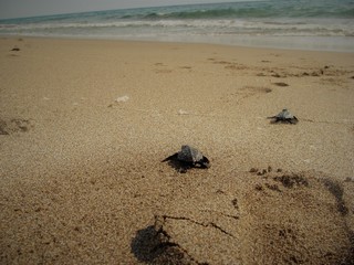 small baby SeaTurtles (Caretta carretta) on the Beach backing to the Ocean by instinct