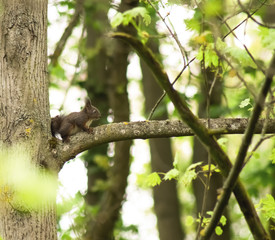 Eichhörnchen auf dem Ast