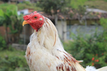 Gallo blanco de pelea.