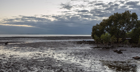 Low Tide in the Mangroves