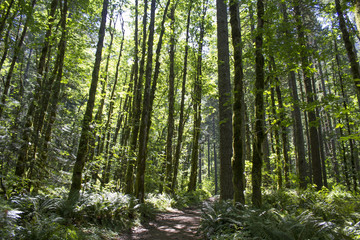 Pacific Crest Trail Oregon