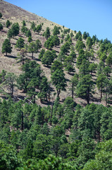 Fototapeta na wymiar Pine Trees Grow in Lava at Sunset Crater Volcano National Monument
