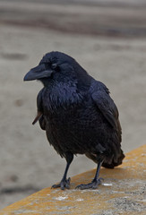 Raven. Ocean Beach, San Francisco, California.