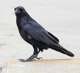 Raven. Ocean Beach, San Francisco, California.