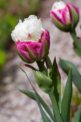 Blüten-Makro der Tulpensorte Ice Cream