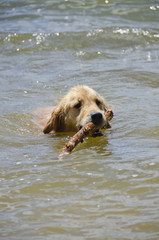 Golden Retriever Dog Swimming with Stick in Mountain Lake © chapin31