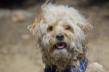 Happy Mixed Breed Pup with Fur Blowing in the Wind