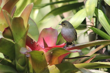Mielero (Coereba flaveola)