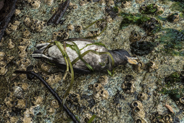 Dead Bird