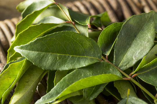 Raw Green Organic Curry Leaves