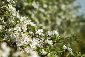 bloom apple trees