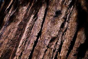 Horse Bark