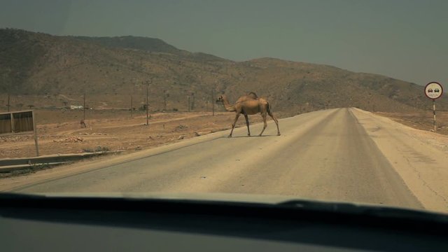 A camel crossing road in Oman, car window view super slow motion 240fps
