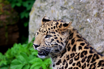 Close up of a beautiful leopard face with its mouth open. Space for text.